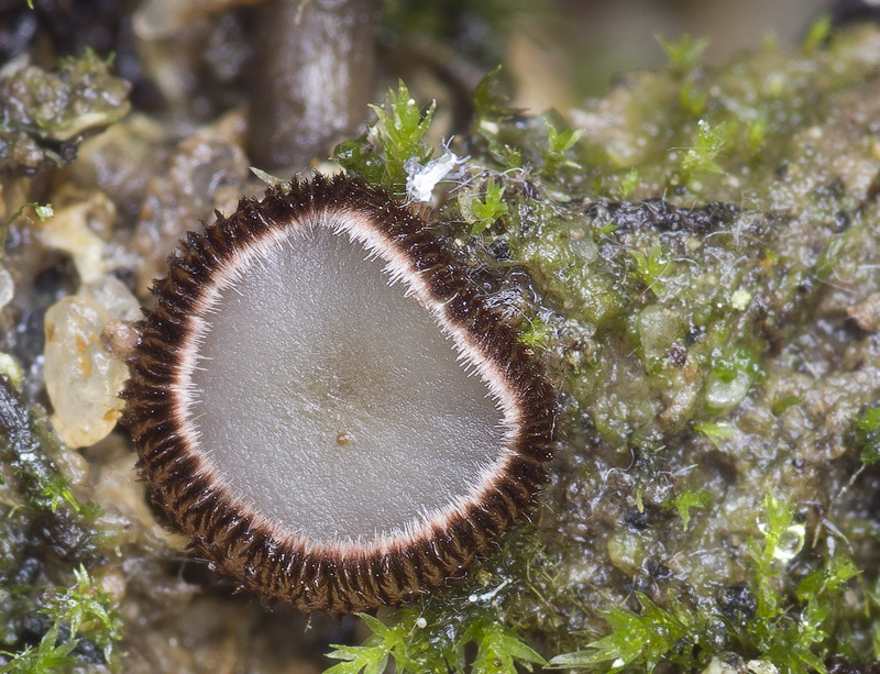 Trichophaea pseudogregaria